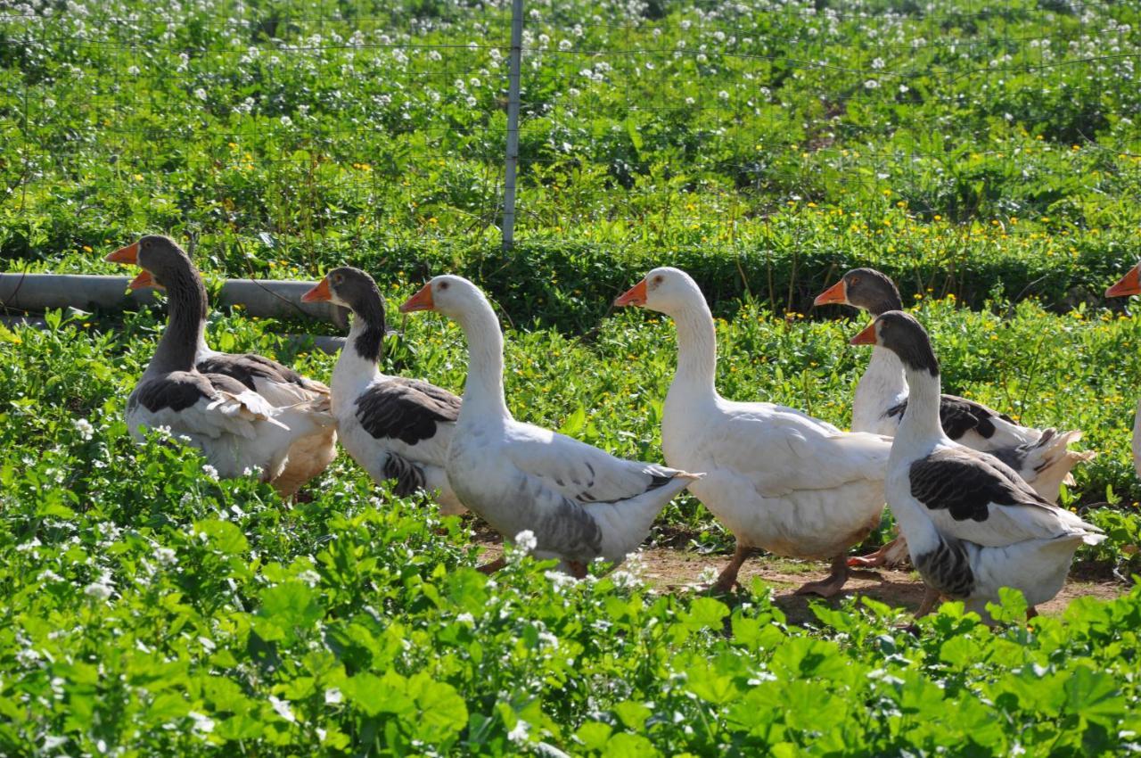 Duca Di Castelmonte Villa Trapani Bagian luar foto
